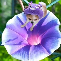 アサガオ,マンネングサ,オパリナ,ネオレゲリア,トトの日の画像