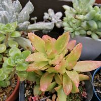 銘月,火祭り,宮重総太大根,おうち園芸,GS5年生の画像