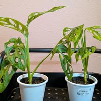 マドカズラ,観葉植物,モンステラ属,熱帯植物,botanical lifeの画像