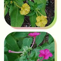 オシロイバナ,マリーゴールド,モンステラ,ソフォラ　リトルベイビー,セロームの画像