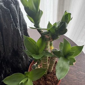 ミリオンバンブー,リビング,DAISO,頑張って,優しい気持ちの画像