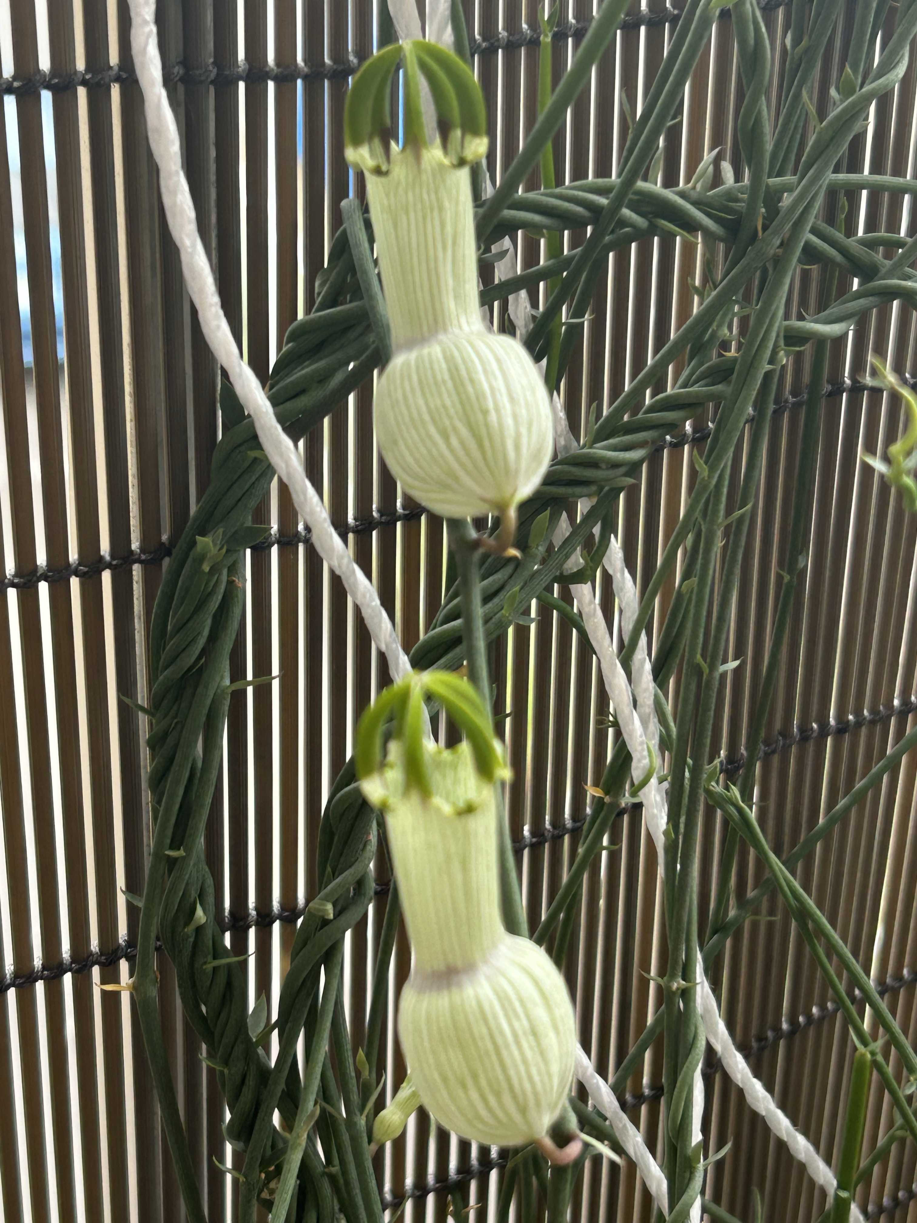 セロペギア アンプリアータの一覧｜🍀GreenSnap（グリーンスナップ）