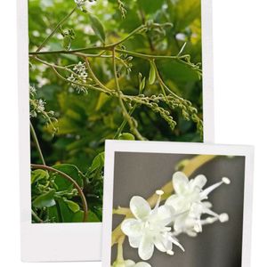 グリーンカーテン,ミニ家庭菜園,庭の画像