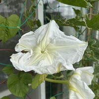 ヨルガオ,グリーンカーテン,鉢植え,ヒルガオ科,我が家の画像