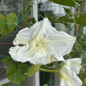 ヨルガオ,グリーンカーテン,鉢植え,ヒルガオ科,我が家の画像