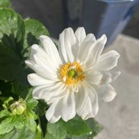 ラベンダー センティヴィア,フランネルフラワー エンジェルスター,八重咲きシュウメイギク,ハーブを楽しむ,ハーブのある暮らしの画像