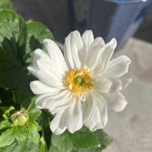 ラベンダー センティヴィア,フランネルフラワー エンジェルスター,八重咲きシュウメイギク,ハーブを楽しむ,ハーブのある暮らしの画像