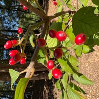 ユスラウメの画像