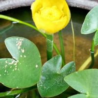 コウホネの画像