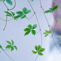 シュガーバイン,かわいい,可愛い,癒し,好きな形の画像