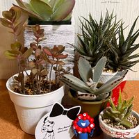 月兎耳,月兎耳,唐印,十二の巻,十二の巻の画像