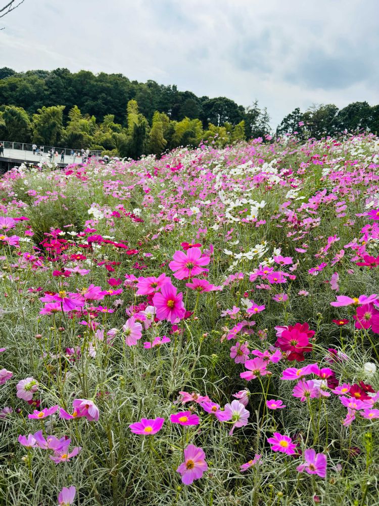 ゆきさんの里山ガーデン（大花壇）への投稿