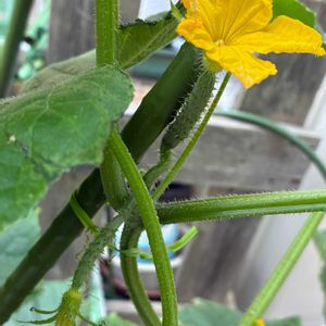 キュウリ,スマホ撮影加工なし,花の15年組,家庭菜園,庭の画像