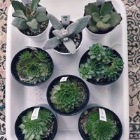 福兎耳,テディベア,プレーリードッグ,センペルビウム,多肉植物の画像