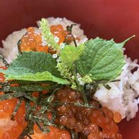 シソ,食欲の秋の画像