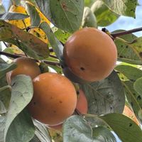 コムラサキ,カキ,サンショウ,実家の裏庭,ＧＳだヨ！全員集合の画像