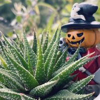 十二の巻,ハルオチア 十二の巻,ハオルチアファスキアータ,キュンキュン乙女倶楽部No.243,日曜にこにこ猫目線の画像