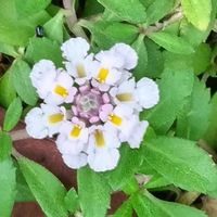 ヒメイワダレソウ,山野草,歩道脇の画像