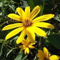 菊芋,菊芋,畑の画像