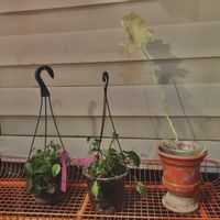 フィロデンドロン・セローム,フィロデンドロン・セローム,セローム,フィロデンドロン,フィロデンドロンの画像