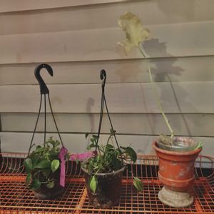 フィロデンドロン・セローム,フィロデンドロン・セローム,セローム,フィロデンドロン,フィロデンドロンの画像