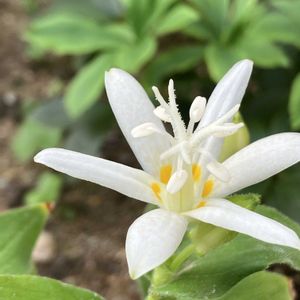 ロシアンセージ,ホトトギス,ホトトギス,ガーデニング,キュンキュン乙女倶楽部の画像