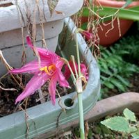 ナツズイセンの画像