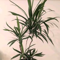 ドラセナ,観葉植物,熱帯植物,botanical life,こまりねこ ドラセナの画像