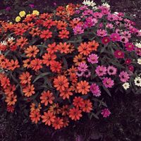 ブロッコリースプラウト,ジニア❁,ムラサキイセハナビ,家庭菜園の画像