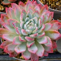 エーデルワイス,シャーロット,ボール,ホワイトカレー,ペルセウス。の画像