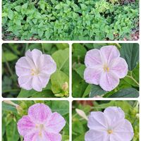 オシロイバナ,種蒔きからA,ｷﾝｴﾉｺﾛ,ｷﾝｴﾉｺﾛ,種蒔きからの白粉花の画像