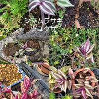 ショウジョウソウ,コルジリネ,シマムラサキツユクサ,ホヤ,なぎの木の画像