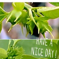 ハツユキカズラ,ユウガオ,パッションフルーツ(ミズレモン),花のある暮らし,育てる喜びの画像