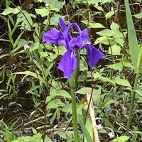 カキツバタの画像