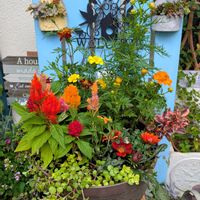 ガザニア,ケイトウ,コスモス,マリーゴールド,ビーダンスの画像