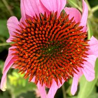 エキナセア,お出かけ先にての画像