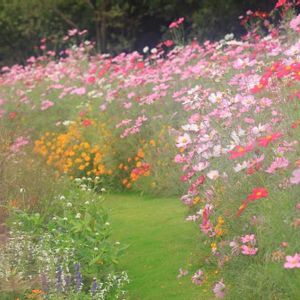 コスモス,芝生,里山ガーデン,ガーデンネックレス,はなみるスポット横浜の画像