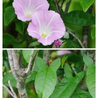 ヒルガオ,コヒルガオ,コヒルガオ,道端,都立舎人公園野草園の画像