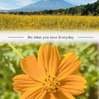 キバナコスモス, 富士山,富士山,コラージュ,ビューティフル サンデーの画像