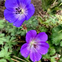 ゲラニウムの画像