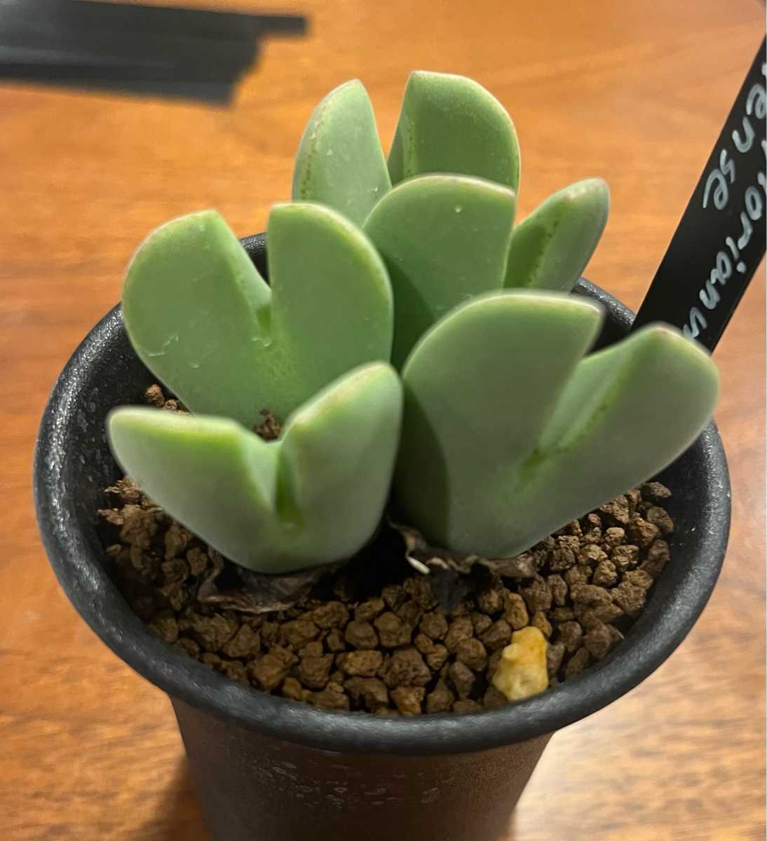 アップルベリー 多肉植物 セダム 楽天市場】多肉植物 セダム アップルベリー 7.5cmポット 観葉