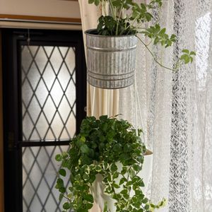 フィカスプミラ,金木犀,シュガーパイン,ハンキング,観葉植物の画像