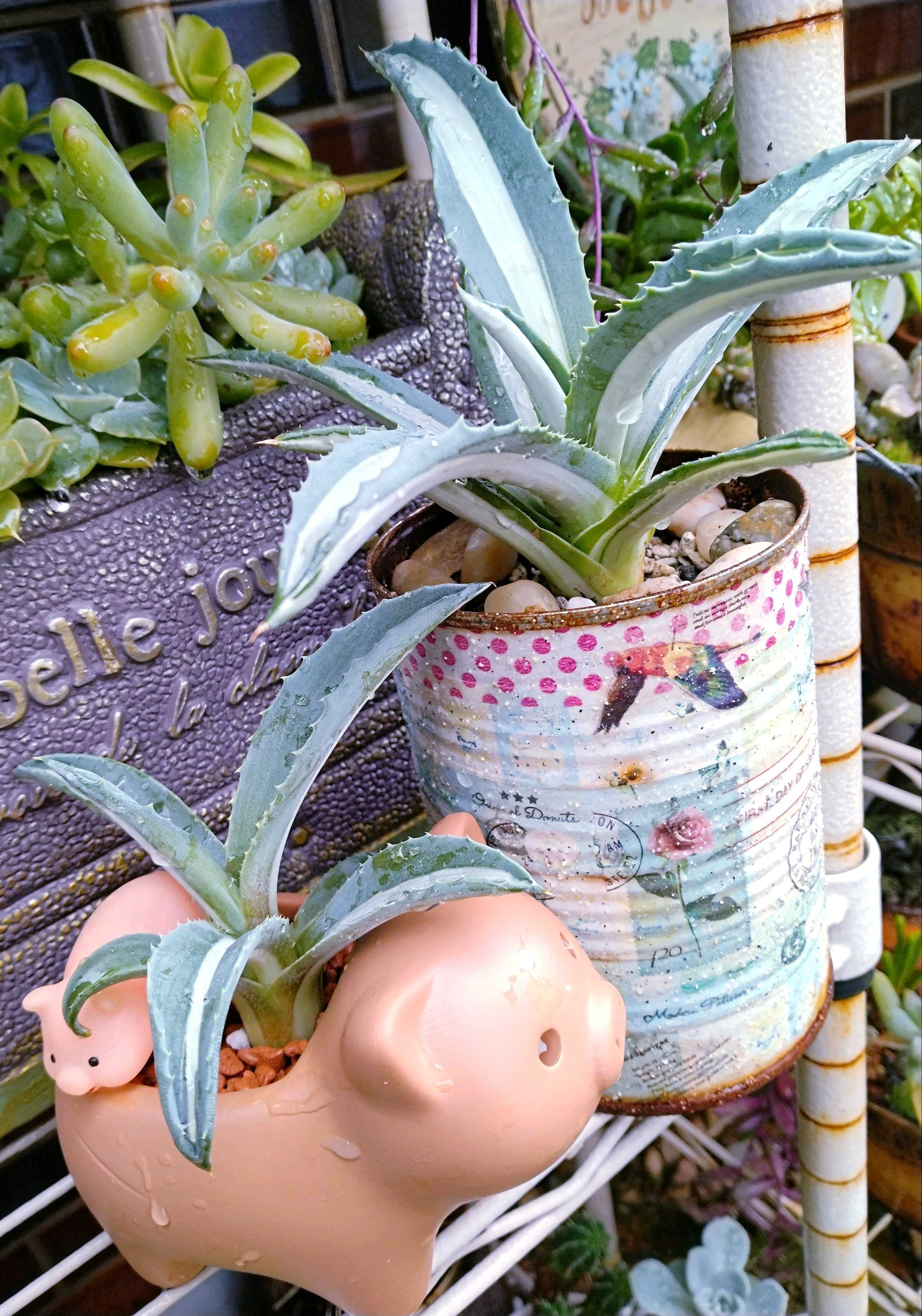 アガベ 華厳の一覧｜🍀GreenSnap（グリーンスナップ）