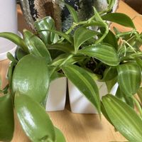 バニラ,つる性植物,今日もありがとう,観葉植物も好きの画像