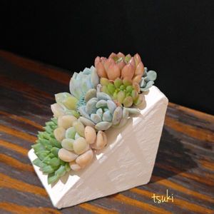多肉寄せ植え,手作り鉢,テラコッタ鉢,#多肉植物,月の手しごとの画像