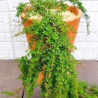 マヌカ,ギョリュウバイ,レプトスペルマム,レプトスペルマム バーティカルドロップ,オーストラリアの画像