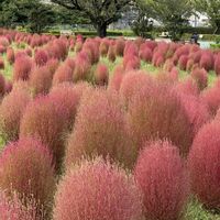 ウメ,ウメ,コキア,コキア,コデマリの画像