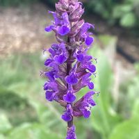 サルビア,お出かけ先にての画像