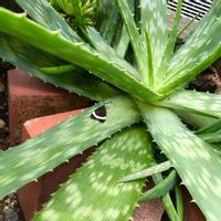 金木犀,アロエベラ,ポポラス,ホタルガの画像