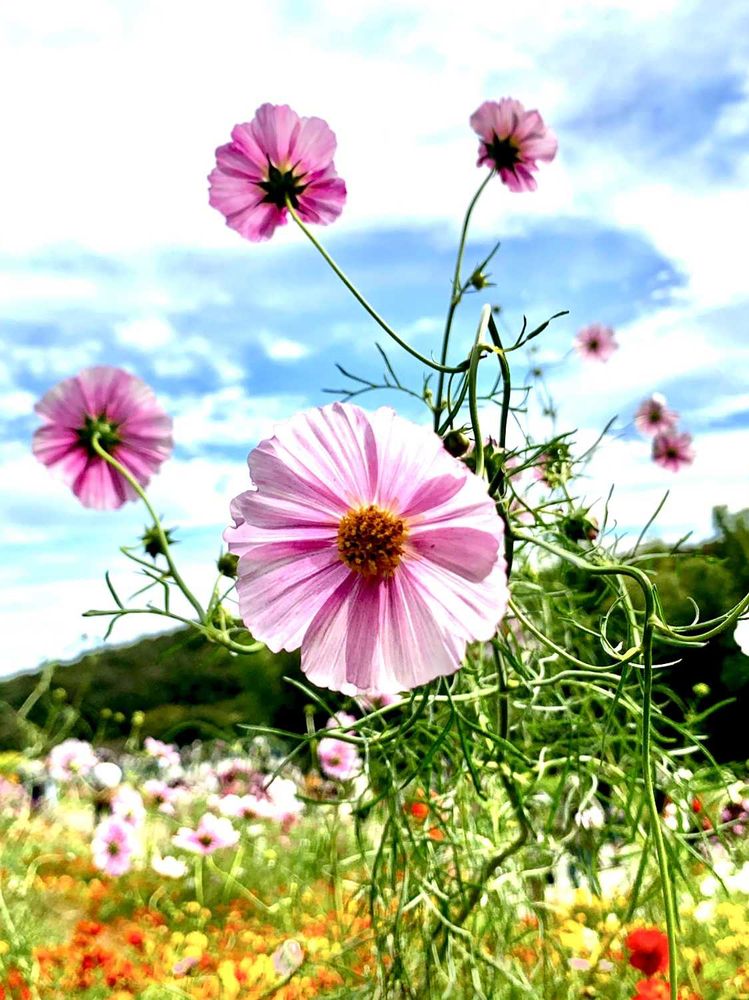シゲルさんの里山ガーデン（大花壇）への投稿